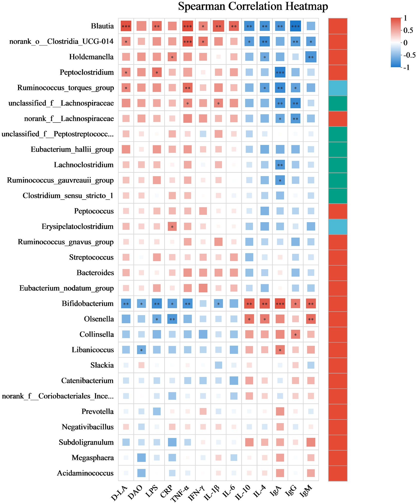 Heatmap illustrating Spearman correlation coefficients for various microbial groups and immunological markers. The map uses a red to blue scale, where red indicates positive correlations and blue indicates negative correlations, with intensity proportional to correlation strength. Highlights include significant correlations for Blautia and Bifidobacterium. Color legend on the right specifies correlation values from negative one to positive one.