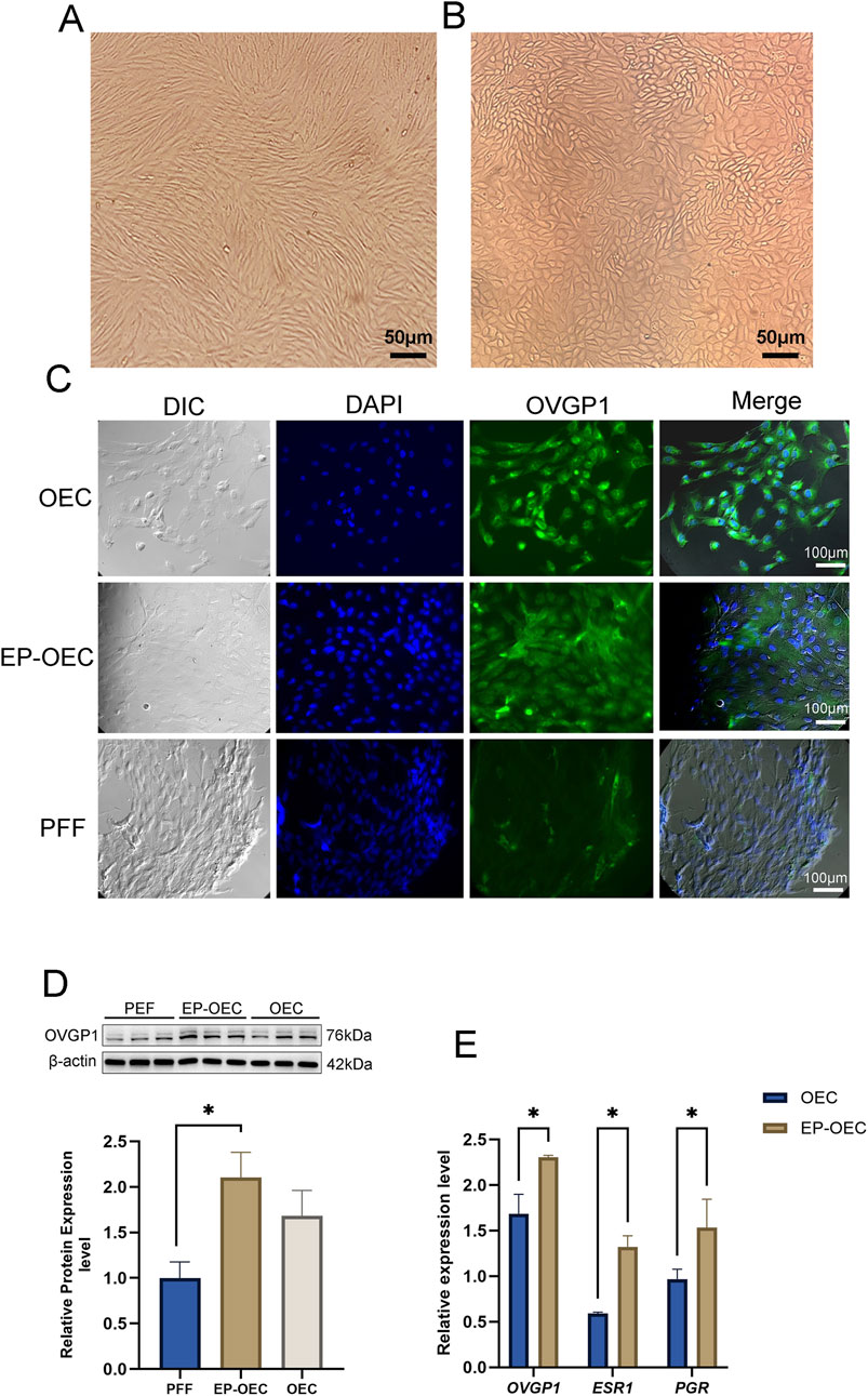Microscopic images and data visualization showing cell morphology, protein expression, and analysis. Panels A and B depict cell morphology at a scale of 50 micrometers. Panel C shows DIC, DAPI, OVGP1 staining, and merged images for OEC, EP-OEC, and PFF cells, with a scale of 100 micrometers. Panel D includes a Western blot for OVGP1 and β-actin levels and a bar chart of relative protein expression for PFF, EP-OEC, and OEC. Panel E presents a bar chart of relative expression levels for OVGP1, ESR1, and PGR in OEC and EP-OEC, highlighting significant differences.