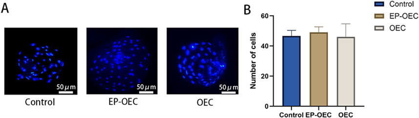 Panel A shows three micrographs of blue-stained cells labeled Control, EP-OEC, and OEC, each with a 50 micrometer scale bar. Panel B presents a bar graph comparing the number of cells in each group, with Control, EP-OEC, and OEC bars in blue, brown, and gray, all around 50 cells, suggesting similar cell counts across groups.