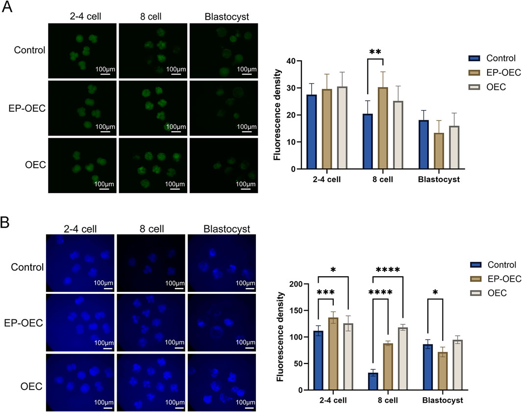 Two panels labeled A and B show fluorescence microscopy images and corresponding bar graphs. Panel A displays green fluorescence images of 2-4 cell, 8 cell, and blastocyst stages under three conditions: Control, EP-OEC, and OEC. The accompanying bar graph indicates fluorescence density, with highest levels in the EP-OEC group at the 8 cell stage, denoted by double asterisks for statistical significance. Panel B shows blue fluorescence images at the same stages and conditions. Its bar graph reflects fluorescence density, with significant differences across groups, indicated by various asterisks. Both sets include scale bars of 100 micrometers.