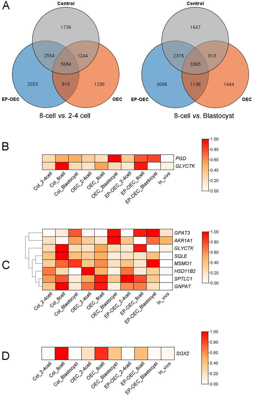 Diagram consisting of four panels: (A) Two Venn diagrams comparing gene overlap in different cell states with labeled regions and numbers. (B) Heatmap showing expression levels of genes PGD and GLYCTK across various cell conditions. (C) Hierarchical heatmap displaying expression levels for multiple genes, including GPAT3 and SPTLC1, across conditions. (D) Heatmap for SOX2 gene expression in different cell conditions, with color scales indicating expression intensity from low (white) to high (red).