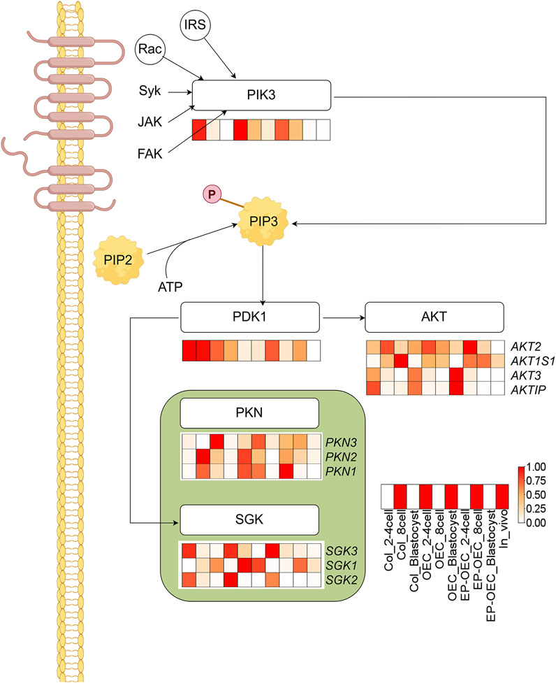 Diagram of a cell signaling pathway involving proteins and processes: PIK3 interacts with IRS, Rac, Syk, JAK, and FAK, leading to PIP2 converting to PIP3 via phosphorylation. PIP3, with ATP, activates PDK1, which influences AKT. Heatmaps represent protein expression: PIK3, PDK1, AKT, PKN, and SGK (including specific isoforms like AKT2, AKT1S1, and SGK1-3). Various cellular conditions are shown with intensity gradients from white to red, indicating expression levels.