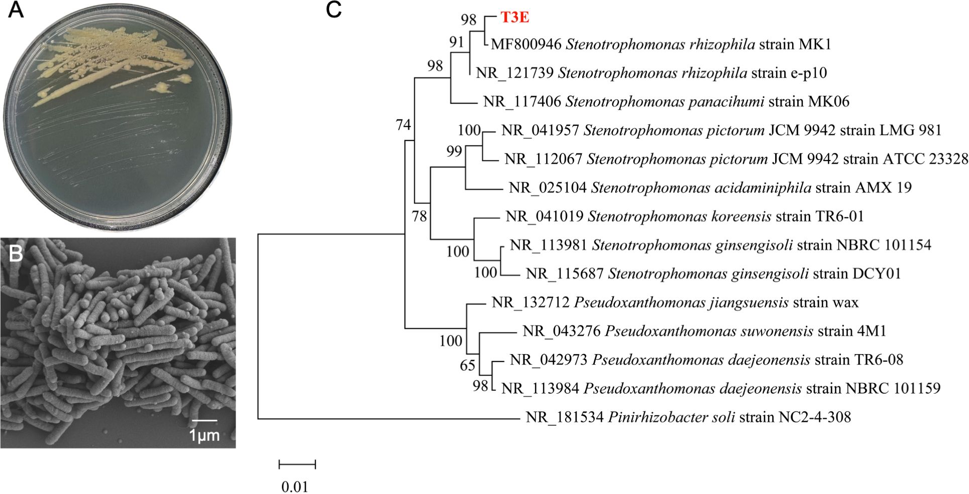 Petri dish showing bacterial colonies, a scanning electron microscope image displaying rod-shaped bacteria at 1 micron scale, and a phylogenetic tree. The tree includes strains of Stenotrophomonas, Pseudoxanthomonas, and Pinirhizobacter, with branch support values and a highlighted T3E strain in red.