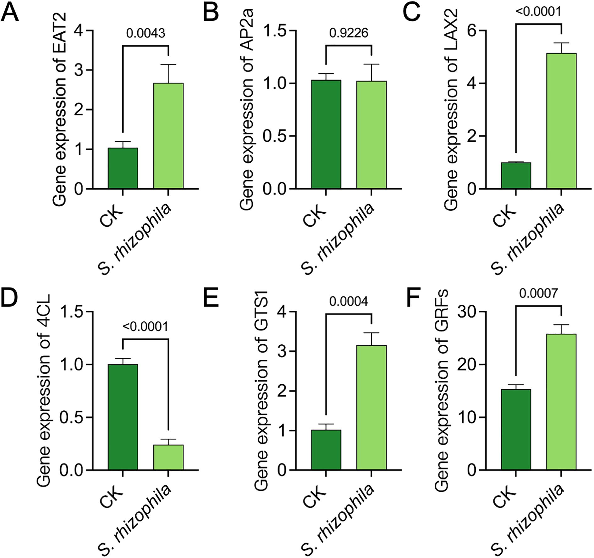 Bar graphs labeled A to F show gene expression comparisons between CK and *S. rhizophila*. A: EAT2 expression is higher in *S. rhizophila* (p=0.0043). B: AP2a shows no significant difference (p=0.9226). C: LAX2 is higher in *S. rhizophila* (p<0.0001). D: 4CL is lower in *S. rhizophila* (p<0.0001). E: GTS1 is higher in *S. rhizophila* (p=0.0004). F: GRFs are higher in *S. rhizophila* (p=0.0007). Bars show mean values with error bars.