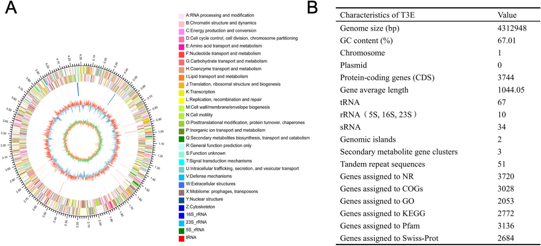 A circular genome map labeled “A” shows color-coded rings representing different gene functions with corresponding labels on the right. The chart labeled “B” is a table listing characteristics of T3E with values for genome size, GC content, chromosome number, and gene counts, among other features. The map and table convey genomic data and classifications.