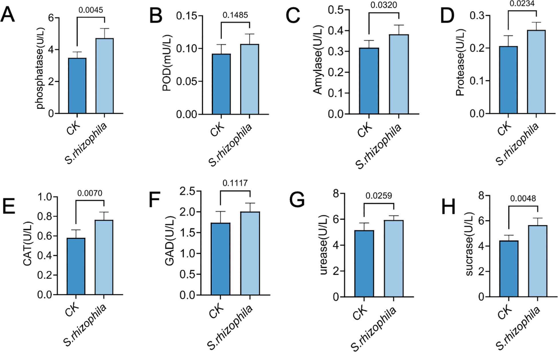Bar charts labeled A to H compare enzyme activity levels between CK and S. rhizophila. Significant differences are indicated by p-values above each pair. Notably higher activity levels in S. rhizophila are shown in phosphatase, amylase, protease, catalase, urease, and sucrase, with varying p-values. POD and GAD show no significant difference.