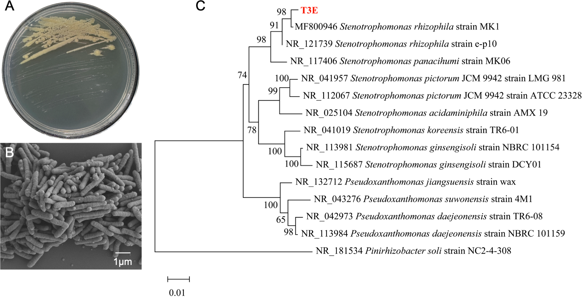 Petri dish showing bacterial colonies, a scanning electron microscope image displaying rod-shaped bacteria at 1 micron scale, and a phylogenetic tree. The tree includes strains of Stenotrophomonas, Pseudoxanthomonas, and Pinirhizobacter, with branch support values and a highlighted T3E strain in red.