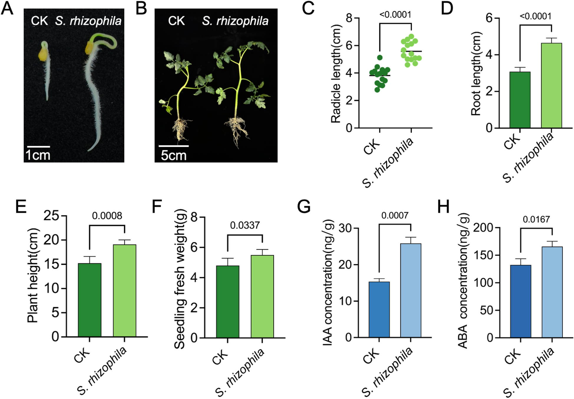 Comparison of seedlings and measurements with CK and *S. rhizophila*. Panel A: seedlings; Panel B: plants; Panel C: radicle length; Panel D: root length; Panel E: plant height; Panel F: seedling fresh weight; Panel G: IAA concentration; Panel H: ABA concentration. Each graph shows significant increases with *S. rhizophila* treatment compared to CK.