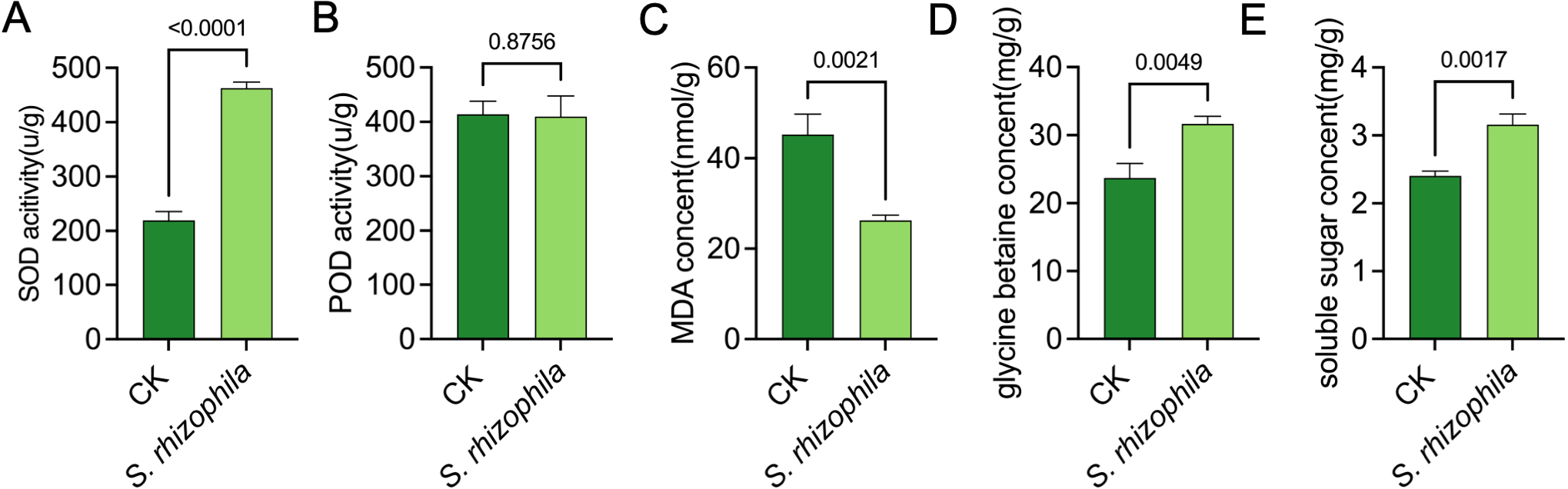 Bar charts labeled A to E compare various biochemical activities and concentrations between CK and S. rhizophila. Chart A shows higher SOD activity in S. rhizophila (p < 0.0001). Chart B indicates similar POD activity between groups (p = 0.8756). Chart C displays lower MDA concentration in S. rhizophila (p = 0.0021). Chart D shows higher glycine betaine concentration in S. rhizophila (p = 0.0049). Chart E illustrates higher soluble sugar concentration in S. rhizophila (p = 0.0017).