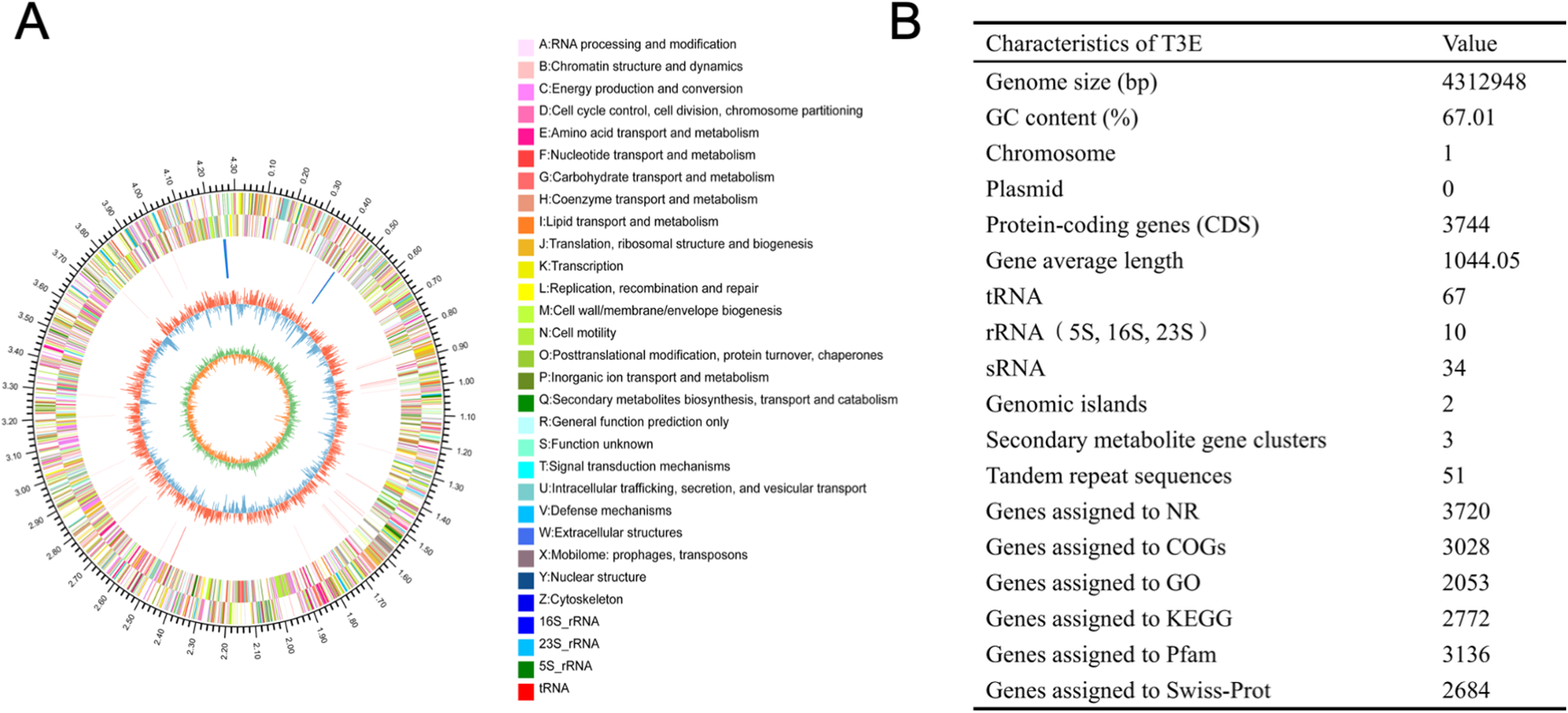 A circular genome map labeled “A” shows color-coded rings representing different gene functions with corresponding labels on the right. The chart labeled “B” is a table listing characteristics of T3E with values for genome size, GC content, chromosome number, and gene counts, among other features. The map and table convey genomic data and classifications.