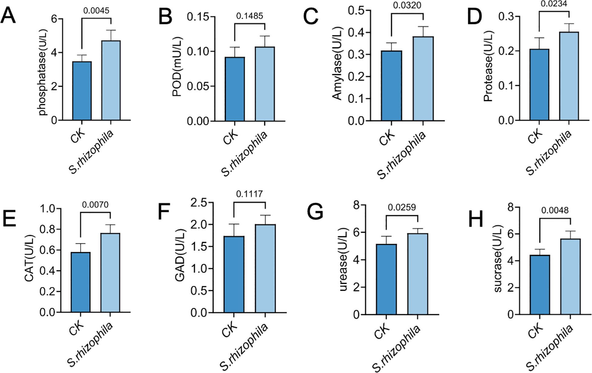 Bar charts labeled A to H compare enzyme activity levels between CK and S. rhizophila. Significant differences are indicated by p-values above each pair. Notably higher activity levels in S. rhizophila are shown in phosphatase, amylase, protease, catalase, urease, and sucrase, with varying p-values. POD and GAD show no significant difference.