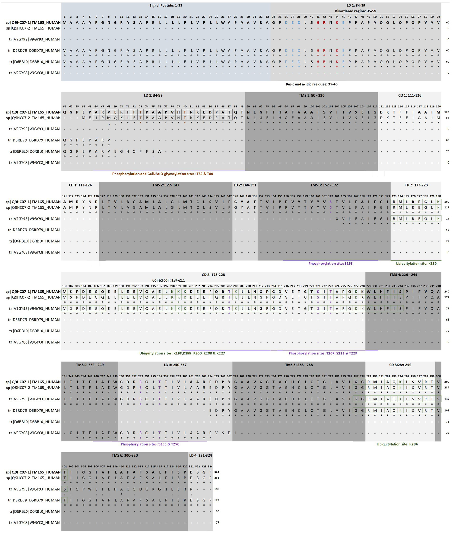 A protein sequence alignment for various human proteins, sp|Q19HQ2|7TM146_HUMAN, sp|Q58HT7|221MF52_HUMAN, and others. The alignment highlights specific regions such as signal peptide, disordered regions, and transmembrane segments (TMS), with positions noted for phosphorylation sites, glycosylation sites, coiled coil regions, and ubiquitylation sites. The sequences are arranged horizontally with amino acid positions numbered from 1 to 332. Regions of interest are shaded in different colors to differentiate functional domains.