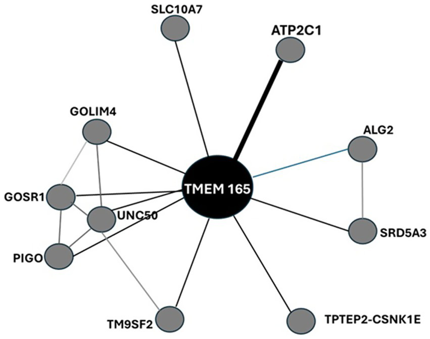 Network diagram showing interactions with TMEM 165 at the center, connected to nine nodes: SLC10A7, ATP2C1, ALG2, SRD5A3, TPTEP2-CSNK1E, TM9SF2, UNC50, PIGO, GOSR1, GOLIM4. Lines vary in thickness, indicating interaction strength.