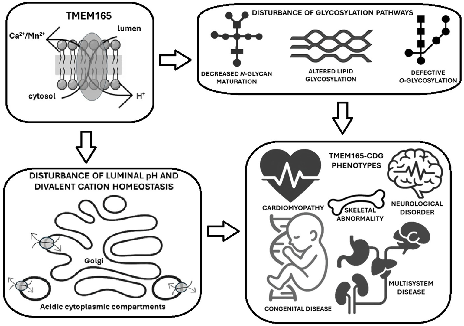 Diagram illustrating the effects of TMEM165 dysfunction. TMEM165 regulates Ca²⁺/Mn²⁺ and H⁺ transport. Dysfunction leads to disturbed glycosylation pathways, affecting N-glycan, lipid glycosylation, and O-glycosylation. This causes disturbances in luminal pH and divalent cation homeostasis, affecting Golgi and acidic cytoplasmic compartments. Resulting TMEM165-CDG phenotypes include cardiomyopathy, skeletal abnormalities, neurological disorders, congenital disease, and multisystem disease.