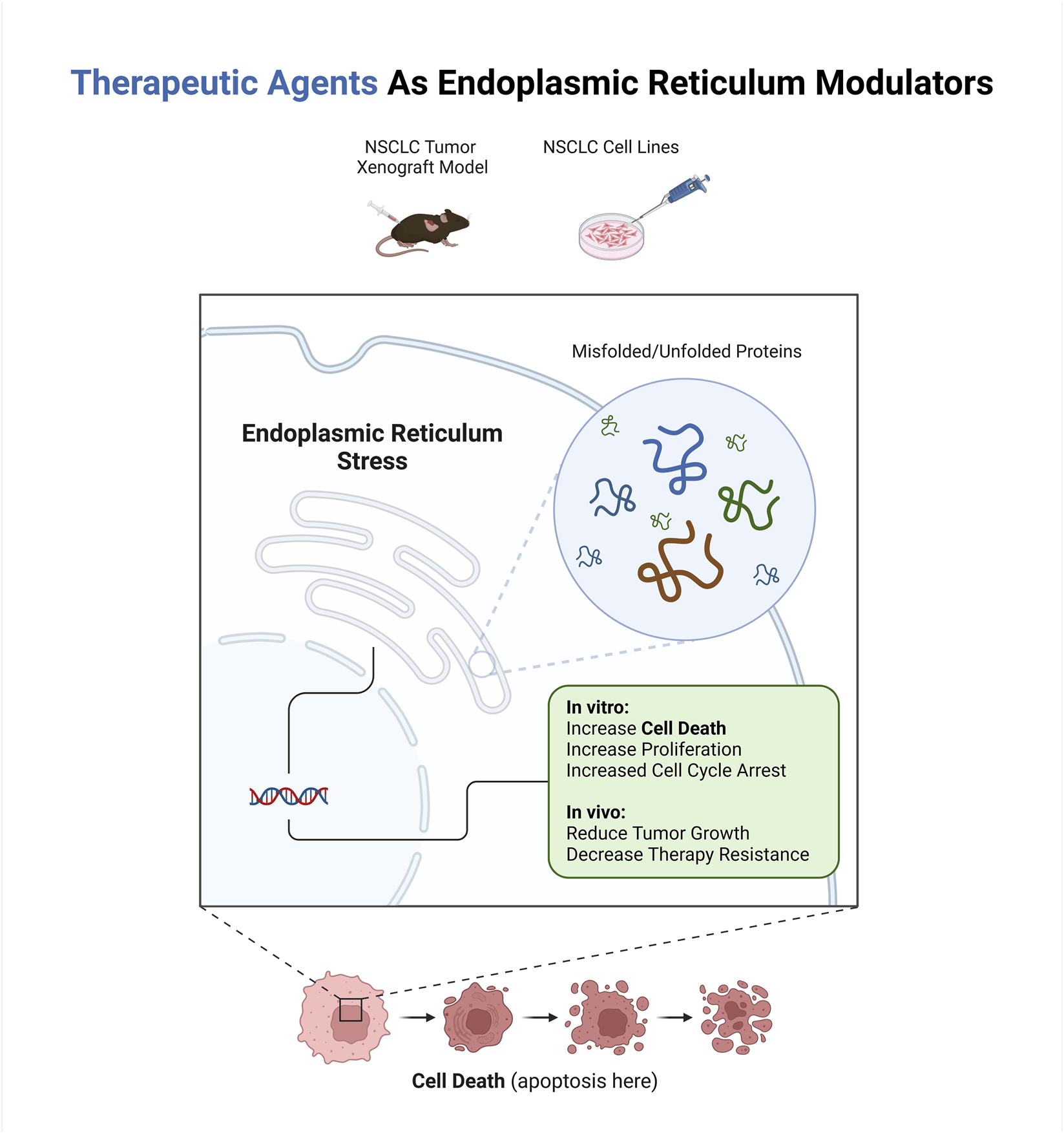 Diagram titled "Therapeutic Agents as Endoplasmic Reticulum Modulators" shows endoplasmic reticulum stress leading to misfolded proteins. Includes NSCLC tumor model and cell lines. Effects include increased cell death and proliferation in vitro, reduced tumor growth, and decreased therapy resistance in vivo, resulting in cell apoptosis.