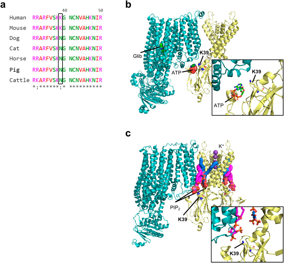 a) Sequence alignment of species showing amino acids 40-50 for human, mouse, dog, cat, horse, pig, and cattle. b) Protein structure highlighting the binding of glibenclamide (Glib) and ATP at residue K39, with an inset zoom on ATP and K39. c) Protein structure featuring the interaction with PIP₂ and K⁺ at K39, with an inset focused on these interactions.
