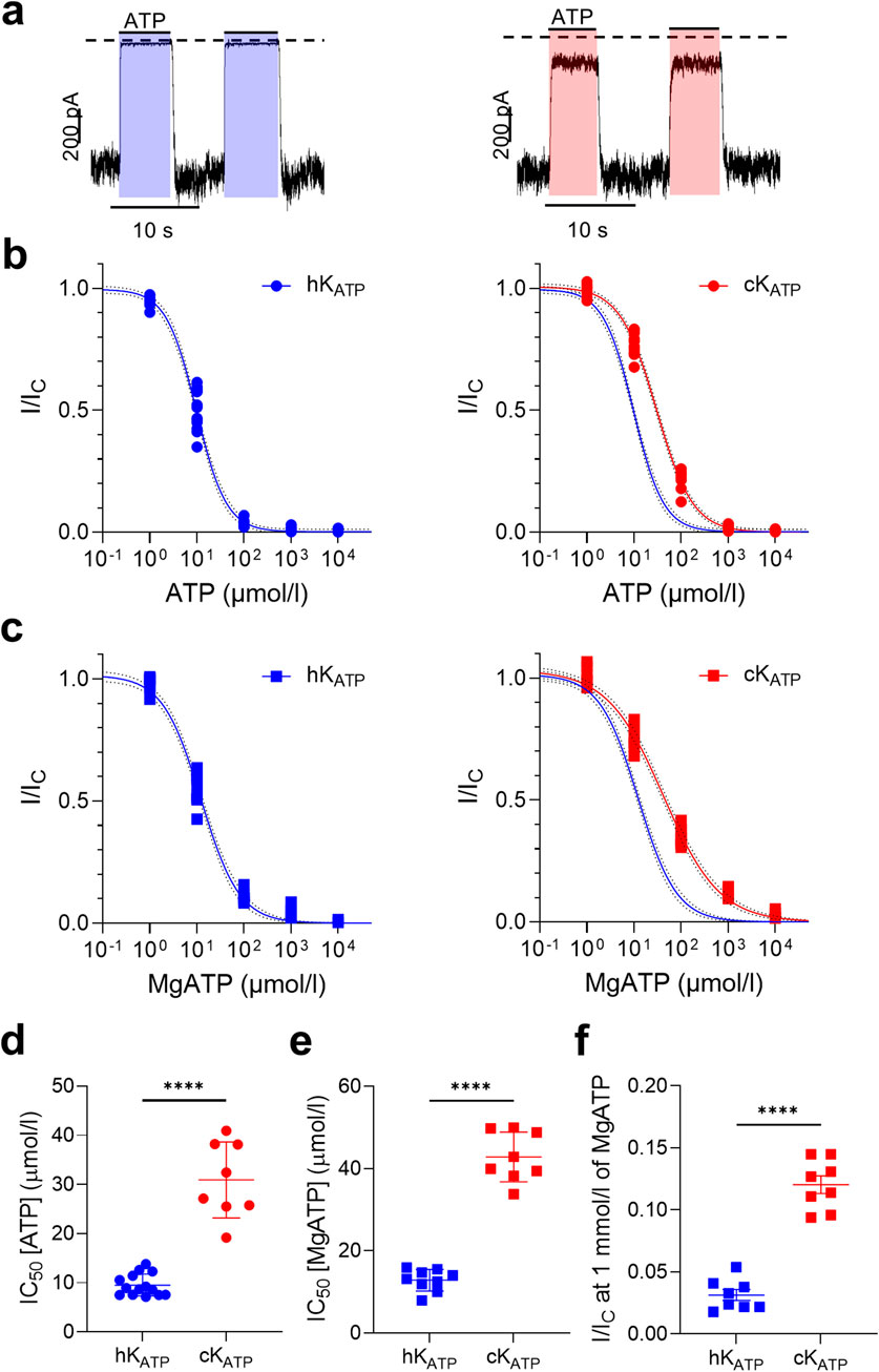 Panel a shows electrophysiological traces for hK_ATP and cK_ATP with ATP application, displaying current changes. Panels b and c depict dose-response curves for ATP and MgATP inhibition on hK_ATP and cK_ATP, with distinct IC\(_{50}\) values in blue and red. Panels d, e, and f provide bar graphs illustrating significant differences in IC\(_{50}\) for ATP and MgATP between hK_ATP and cK_ATP, indicated by asterisks.