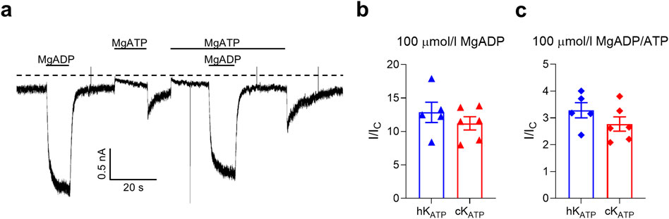 Electrophysiological data with three panels. Panel a shows current traces indicating response to MgADP and MgATP applications. Panel b is a bar plot showing the ADP-dependent I/I_C in response to 100 micromol/l MgADP for hK_ATP and cK_ATP, marked by blue and red triangles. Panel c is a similar bar graph comparing I/I_C in response to 100 micromol/l MgATP + 100 micromol/l MgADP for hK_ATP and cK_ATP, with blue and red diamonds. Error bars indicate variability.