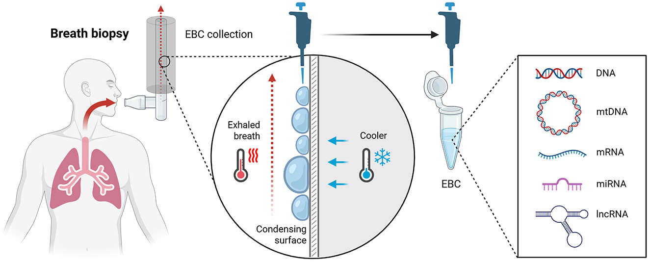 Diagram illustrating the process of a breath biopsy. A person exhales into a device collecting exhaled breath condensate (EBC) on a cooled surface. The EBC is transferred via pipette to a test tube. A sidebar shows types of analytes detectable: DNA, mtDNA, mRNA, miRNA, and lncRNA.