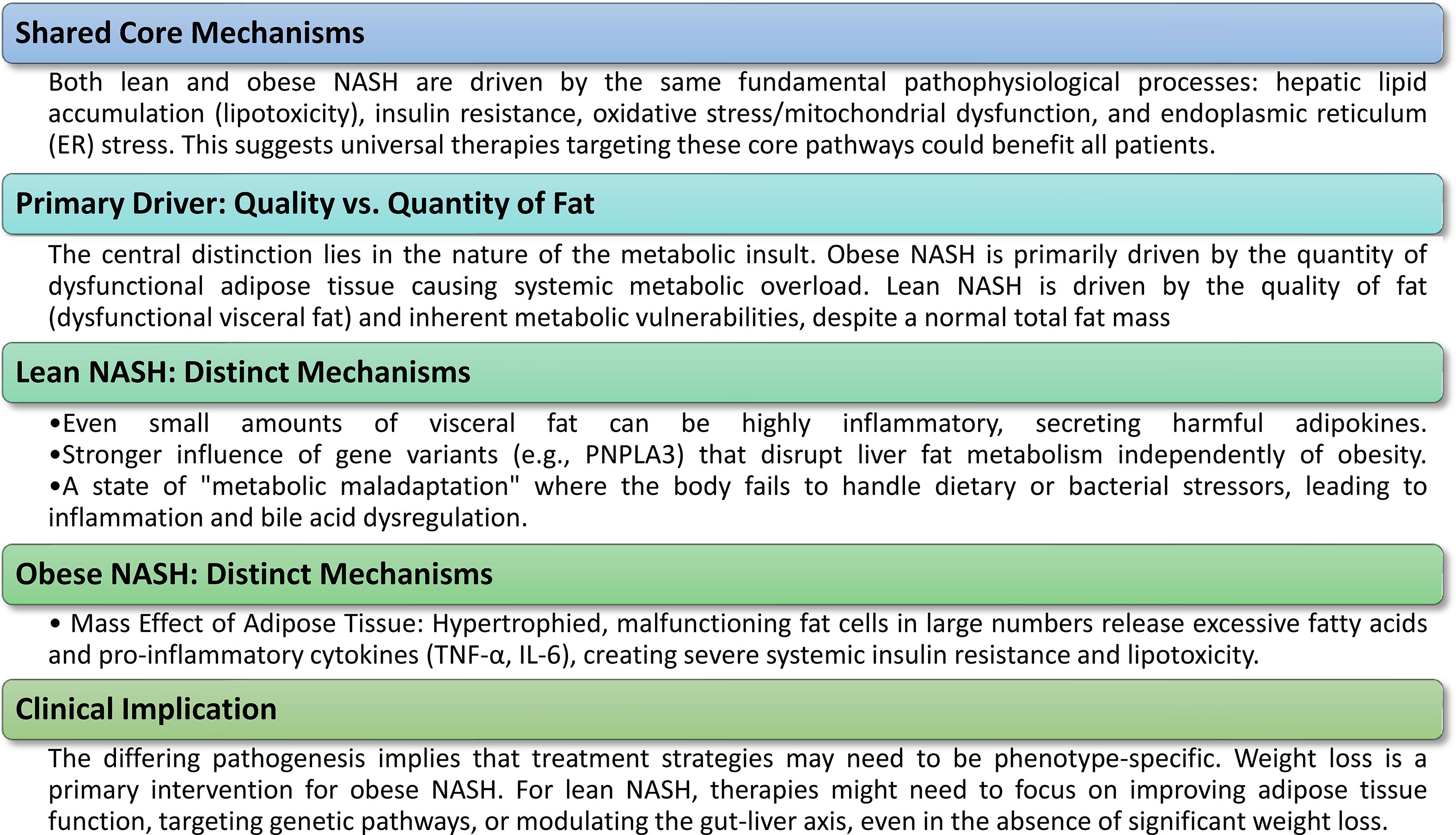 Flowchart discussing lean and obese NASH mechanisms. Main sections include shared core mechanisms, primary driver of fat quality versus quantity, distinct mechanisms for lean and obese NASH, and clinical implications. It explains metabolic differences, gene influences, and therapeutic considerations.