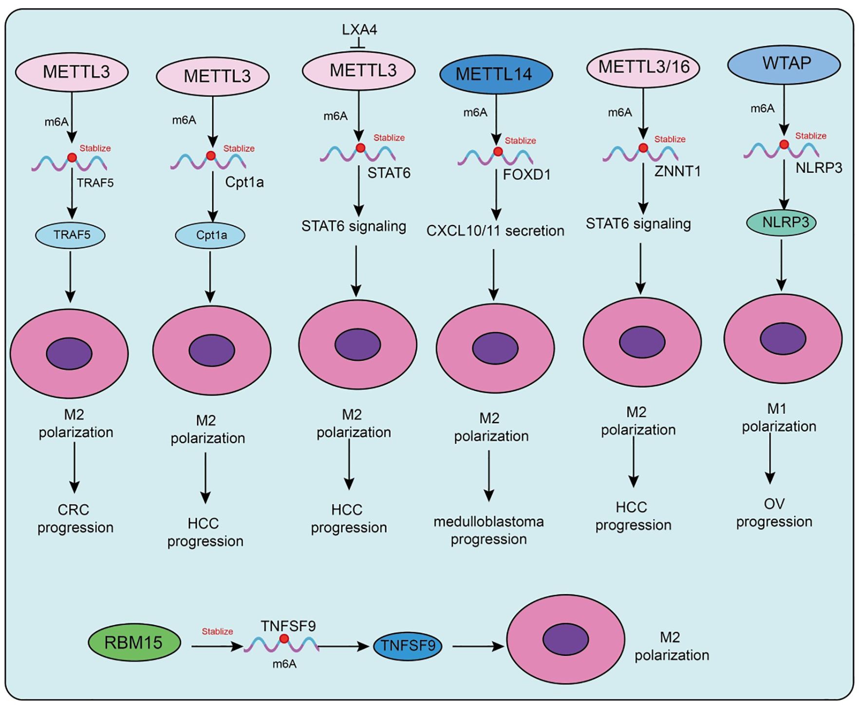 Diagram illustrating the role of different proteins and enzymes, such as METTL3 and METTL14, in M1 and M2 macrophage polarization. Pathways involve m6A RNA modifications leading to various cancer progression pathways, highlighted as CRC, HCC, medulloblastoma, and OV. Protein interactions and stabilization processes are depicted with arrows and labeled pathways.