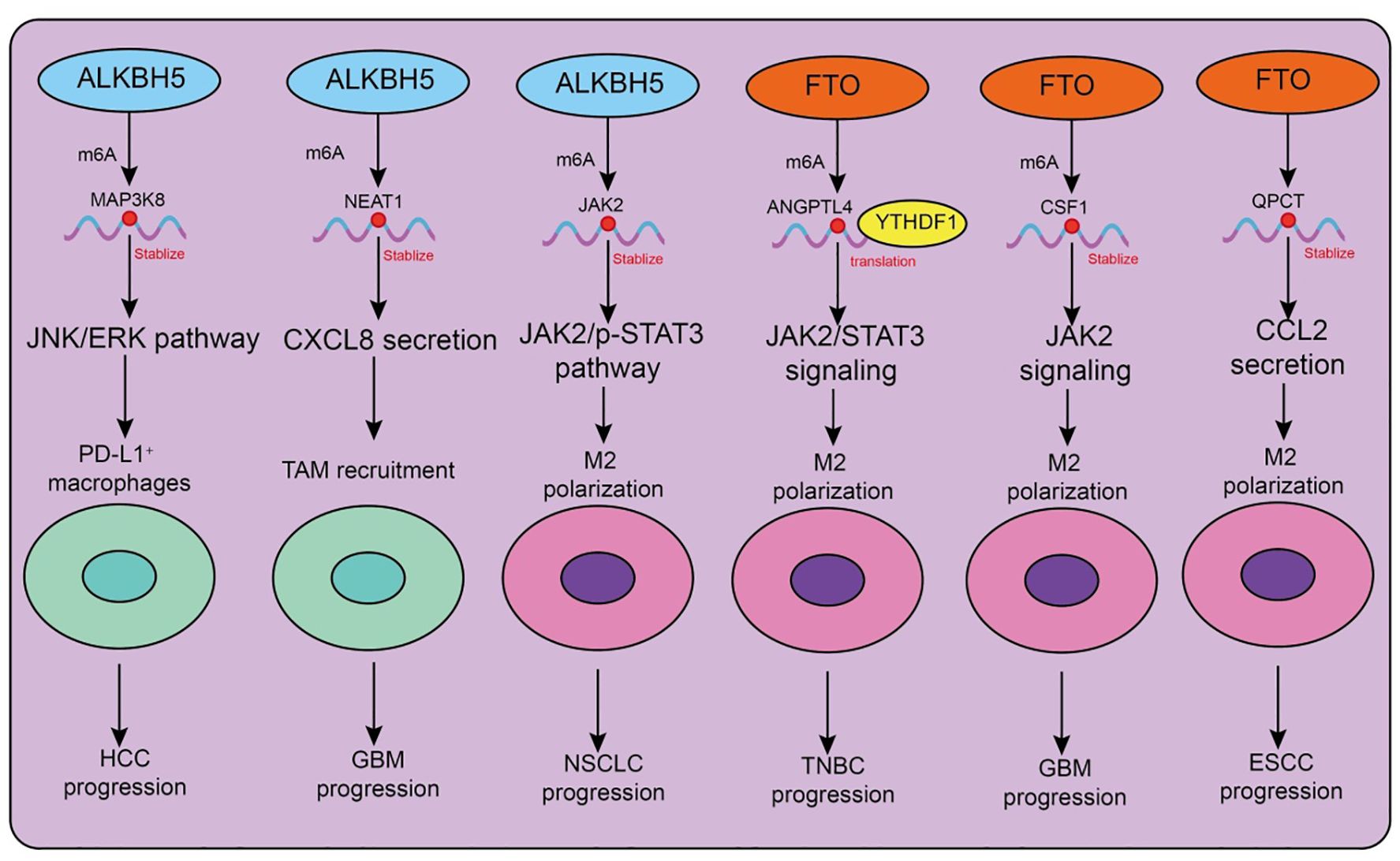 Diagram showing how ALKBH5 and FTO enzymes stabilize m6A-modified RNA, influencing pathways like JNK/ERK, CXCL8 secretion, JAK2/STAT3 signaling, and CCL2 secretion. These lead to macrophage activation, TAM recruitment, M2 polarization, and various cancer progressions, including HCC, GBM, NSCLC, TNBC, and ESCC.