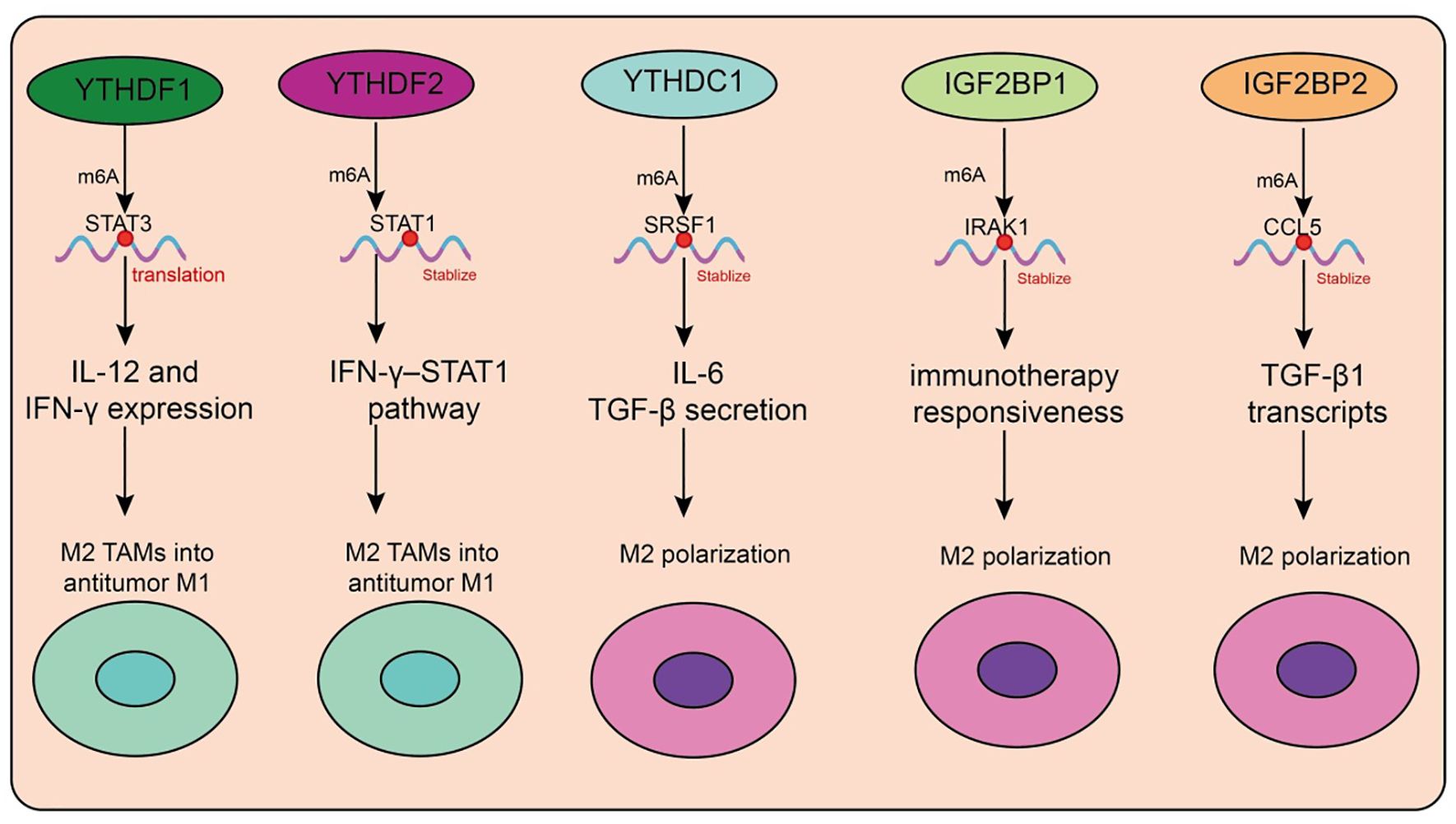 Diagram depicting five pathways involving m6A modifications: YTHDF1 enhances IL-12 and IFN-γ expression; YTHDF2 influences the IFN-γ–STAT1 pathway; YTHDC1 affects IL-6 and TGF-β secretion; IGF2BP1 and IGF2BP2 stabilize transcripts for immunotherapy responsiveness and TGF-β1 transcription, respectively. Each leads to M2 polarization or transformation to antitumor M1.