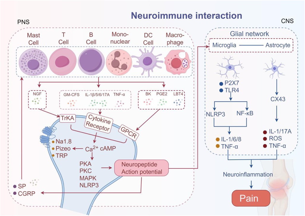 Diagram illustrating neuroimmune interactions between the peripheral nervous system (PNS) and central nervous system (CNS). Shows various cells like mast cells, T cells, and macrophages, releasing factors like NGF and TNF-α. Highlights pathways involving receptors like TrKA, GPCR, and their roles in signaling, leading to neuropeptide action and pain. Depicts glial network interactions in the CNS with microglia and astrocytes, showing pathways involving NLRP3 and NF-kB, contributing to neuroinflammation and pain perception.