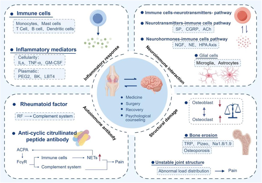 Diagram illustrating rheumatoid arthritis mechanisms. Sections include immune cells, inflammatory mediators, rheumatoid factor, neuroimmune interactions, and structural damage. Details include immune cell types, pathways, mediators like ILs and TNF-α, rheumatoid factor effects, neurotransmitter pathways, bone erosion, and unstable joint structures. Illustrations show interactions and impacts on bones and brain, with treatments like medicine and surgery.