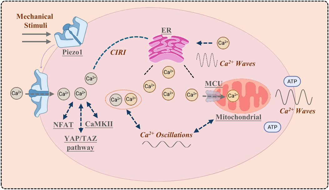Diagram illustrating the pathway of calcium ions (Ca²⁺) in response to mechanical stimuli through the Piezo1 channel. It shows the flow of Ca²⁺ leading to processes in the endoplasmic reticulum (ER), involvement of Ca²⁺ oscillations and waves, and its effect on pathways like NFAT, CaMKII, and YAP/TAZ. Mitochondrial interactions via the MCU are depicted, demonstrating ATP production and additional Ca²⁺ waves. The image represents complex intracellular signaling and ion transfer processes.