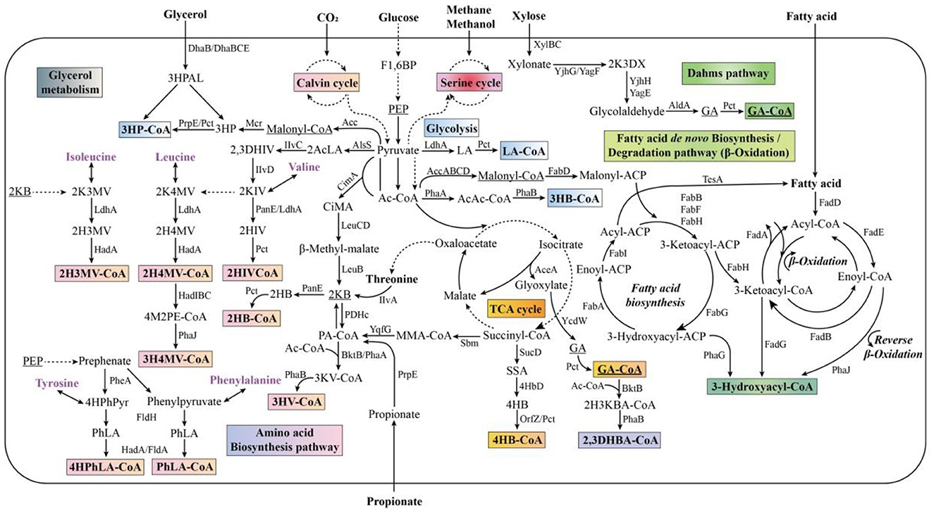 Metabolic pathway diagram showing various biochemical processes such as glycerol metabolism, Calvin cycle, and serine cycle. Includes pathways for amino acid biosynthesis and fatty acid synthesis/degradation. Arrows indicate the flow between different compounds and cycles, with specific intermediates like 3HP-CoA, 2H3MV-CoA, and 3-Hydroxyacyl-CoA labeled throughout. The diagram is color-coded to distinguish different metabolic pathways and cycles.