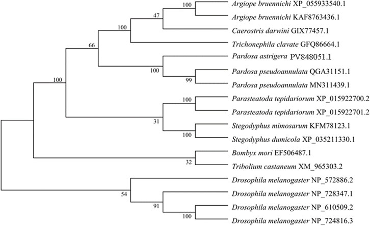 Phylogenetic tree diagram showing evolutionary relationships among various species. Branches are labeled with numerical values indicating bootstrap support. Species include Argiope bruennichi, Caerostris darwini, Trichonephila clavata, Pardosa astrigera, Parasteatoda tepidariorum, Stegodyphus mimosarum, Bombyx mori, Tribolium castaneum, and Drosophila melanogaster, with their respective sequence identification numbers. A black dot highlights one species, Pardosa astrigera PaGSTt1.
