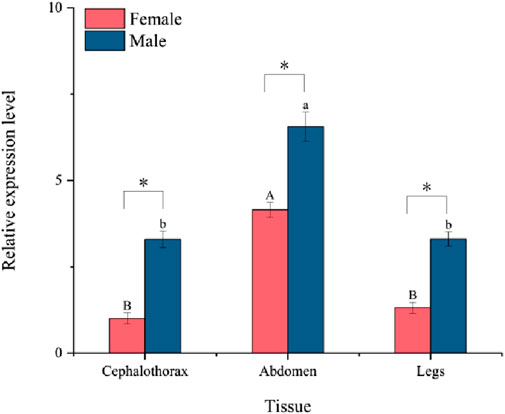 Bar chart comparing relative expression levels in cephalothorax, abdomen, and legs between females (pink) and males (blue). Males show higher expression in each tissue type, indicated by annotated letters and asterisks.