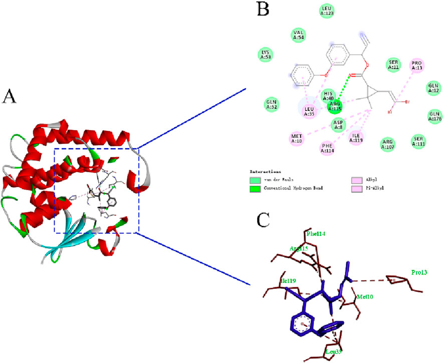 Molecular model and interactions of a compound with a protein. Panel A shows a protein structure with red helices and blue sheets. Panel B depicts a 2D interaction map highlighting van der Waals and hydrogen bonds with amino acids like LEU, VAL, GLN, and PHE. Panel C displays a 3D interaction focus with amino acids labeled as Met10, Pro13, Phe14, and Ile19, surrounding the compound in blue.