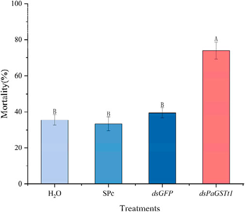 Bar chart showing mortality percentages for four treatments: H₂O, SPc, dsGFP, and dsPaGSTt1. H₂O, SPc, and dsGFP have similar mortality rates around 30%-40%, labeled