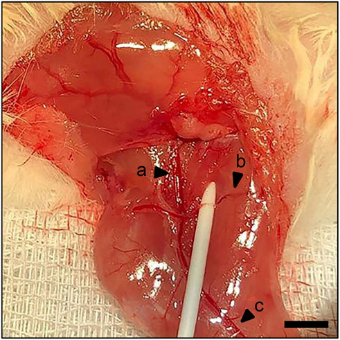 Close-up of a surgical setting showing internal tissue, marked with labels a, b, and c. A white pointer indicates a specific area. The tissue is red and wet, with visible blood vessels. A white cloth is partially visible beneath the tissue.
