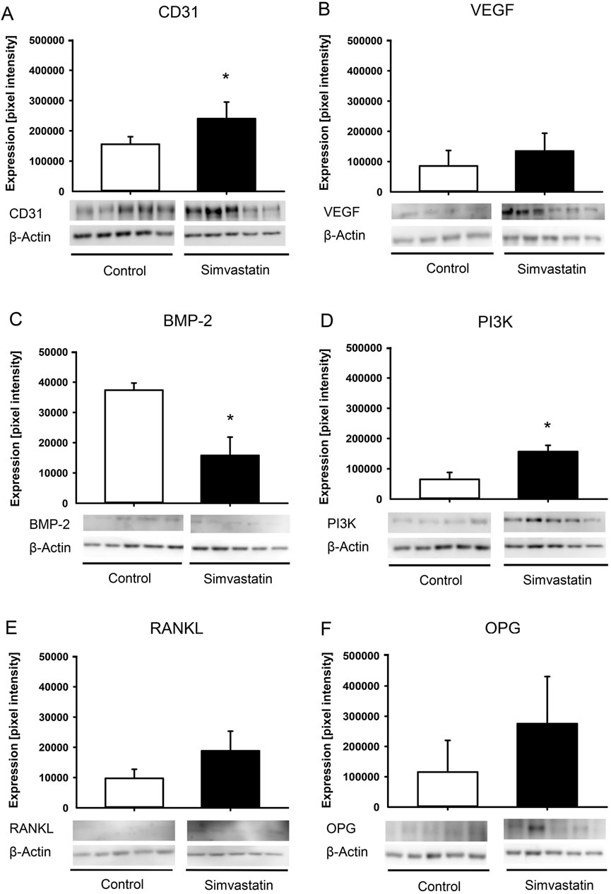 Bar graphs showing protein expression levels in pixel intensity for six proteins: CD31, VEGF, BMP-2, PI3K, RANKL, and OPG. Each panel (A-F) compares expression between control and Simvastatin-treated groups, with immunoblot images below. CD31 and PI3K show increased expression with Simvastatin. BMP-2 shows decreased expression. VEGF, RANKL, and OPG show no significant change. Bars represent mean values with error bars indicating variability.