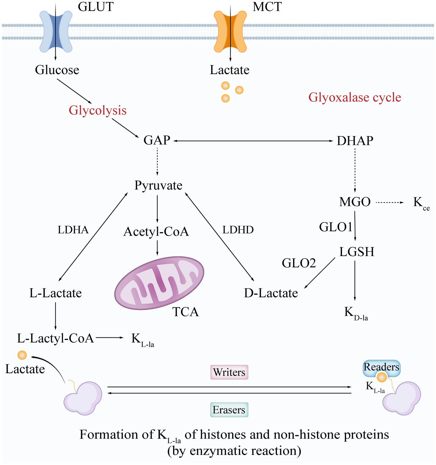 Flowchart illustrating the metabolic pathways for the formation of KL-la of histones and non-histone proteins. Glucose enters through GLUT, undergoes glycolysis to form GAP, which converts to pyruvate. Pyruvate leads to the TCA cycle via Acetyl-CoA or can convert to L-Lactate or D-Lactate through LDHA or LDHD. L-Lactate is used for forming KL-la through L-Lactyl-CoA. The glyoxalase cycle involves MGO converting to DHAP via GLO1 and GLO2. KL-la formation is regulated by writers and erasers, and it interacts with readers.