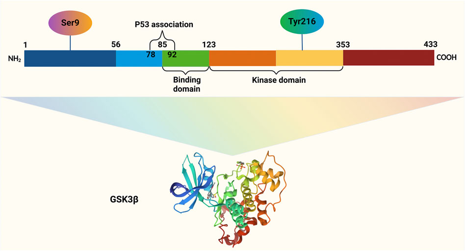 Diagram of GSK3β showing its domains and structure. The linear representation includes Ser9, Tyr216, P53 association, binding domain, and kinase domain marked with their respective positions. Below, a colorful 3D structure illustrates the enzyme's complex conformation.