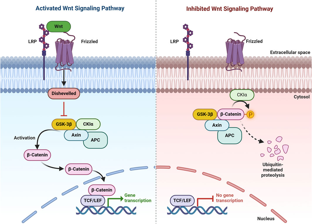 Diagram comparing the activated and inhibited Wnt signaling pathways. The left side shows Wnt binding to receptors, activating Dishevelled, inhibiting GSK-3β, leading to β-Catenin accumulation and gene transcription activation in the nucleus. The right side shows no Wnt interaction, where GSK-3β phosphorylates β-Catenin, leading to its degradation and no gene transcription.
