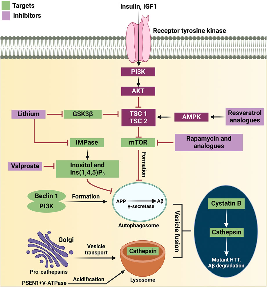 Diagram illustrating the signaling pathway involving insulin and IGF1 via receptor tyrosine kinase. It shows downstream effects on PI3K, AKT, TSC1/TSC2, and mTOR. Inhibitors like lithium and rapamycin analogues, and targets like IMPase and GSK3β are highlighted. The pathway influences autophagosome formation, vesicle transport, and cathepsin activity, impacting APP processing and degradation of mutant proteins by lysosomes. Resveratrol and AMPK interactions are also included.