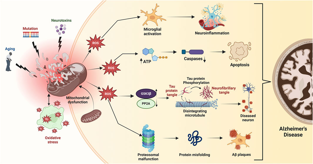 Flowchart illustrating the progression from mitochondrial dysfunction to Alzheimer's disease. Aging, mutations, and neurotoxins lead to mitochondrial dysfunction, causing oxidative stress. This results in microglial activation, neuroinflammation, apoptosis, proteasomal malfunction, and protein misfolding. These processes contribute to tau protein tangles, neurofibrillary tangles, disintegrating microtubules, and Aβ plaques, ultimately leading to diseased neurons characteristic of Alzheimer's disease.