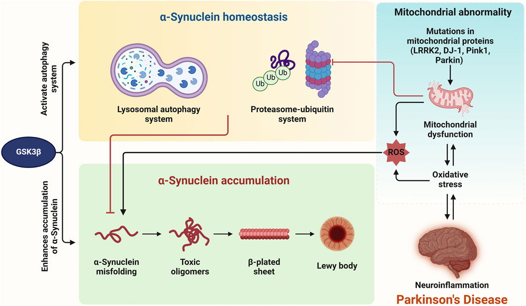 Diagram showing mechanisms of alpha-synuclein homeostasis and accumulation leading to Parkinson's disease. The top section illustrates the roles of lysosomal autophagy and proteasome-ubiquitin systems in maintaining homeostasis. Mitochondrial abnormalities and mutations lead to oxidative stress and neuroinflammation. The bottom section depicts the progression from alpha-synuclein misfolding to toxic oligomers, beta-plated sheets, and Lewy bodies, which contribute to Parkinson's disease. GSK3β influences both autophagy and accumulation.