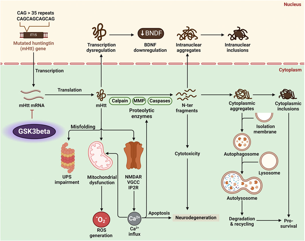 Flowchart illustrating the pathogenic mechanisms of mutated huntingtin (mHtt) gene with over thirty-five CAG repeats. In the nucleus, mHtt mRNA is transcribed and translated into mHtt protein, leading to transcription dysregulation and brain-derived neurotrophic factor (BDNF) downregulation, forming intranuclear aggregates and inclusions. In the cytoplasm, mHtt misfolds causing UPS impairment, mitochondrial dysfunction, and increased reactive oxygen species (ROS) and calcium ion (Ca2+) influx, triggering apoptosis and neurodegeneration. Proteolytic enzymes create N-terminal fragments, forming cytotoxic aggregates, leading to autophagosome and lysosome involvement in degradation, recycling, and pro-survival processes.