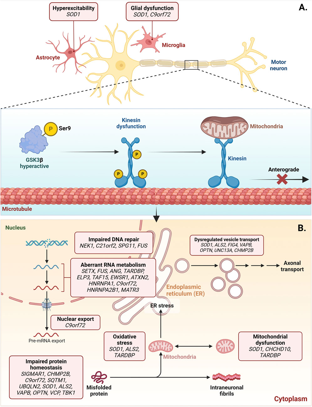 Diagram illustrating neurological dysfunction pathways in motor neurons. Panel A shows hyperexcitability and glial dysfunction involving SOD1 and C9orf72 genes, with a motor neuron, astrocyte, and microglia. Panel B details molecular dysfunctions: impaired DNA repair, aberrant RNA metabolism, nuclear export, oxidative stress, dysregulated vesicle transport, and mitochondrial dysfunction, emphasizing genes like NEK1, FUS, and ALS2. It also includes intracellular components like microtubules, mitochondria, and the endoplasmic reticulum. Arrows indicate connections and directions of dysfunction affecting axonal transport and cellular stress.