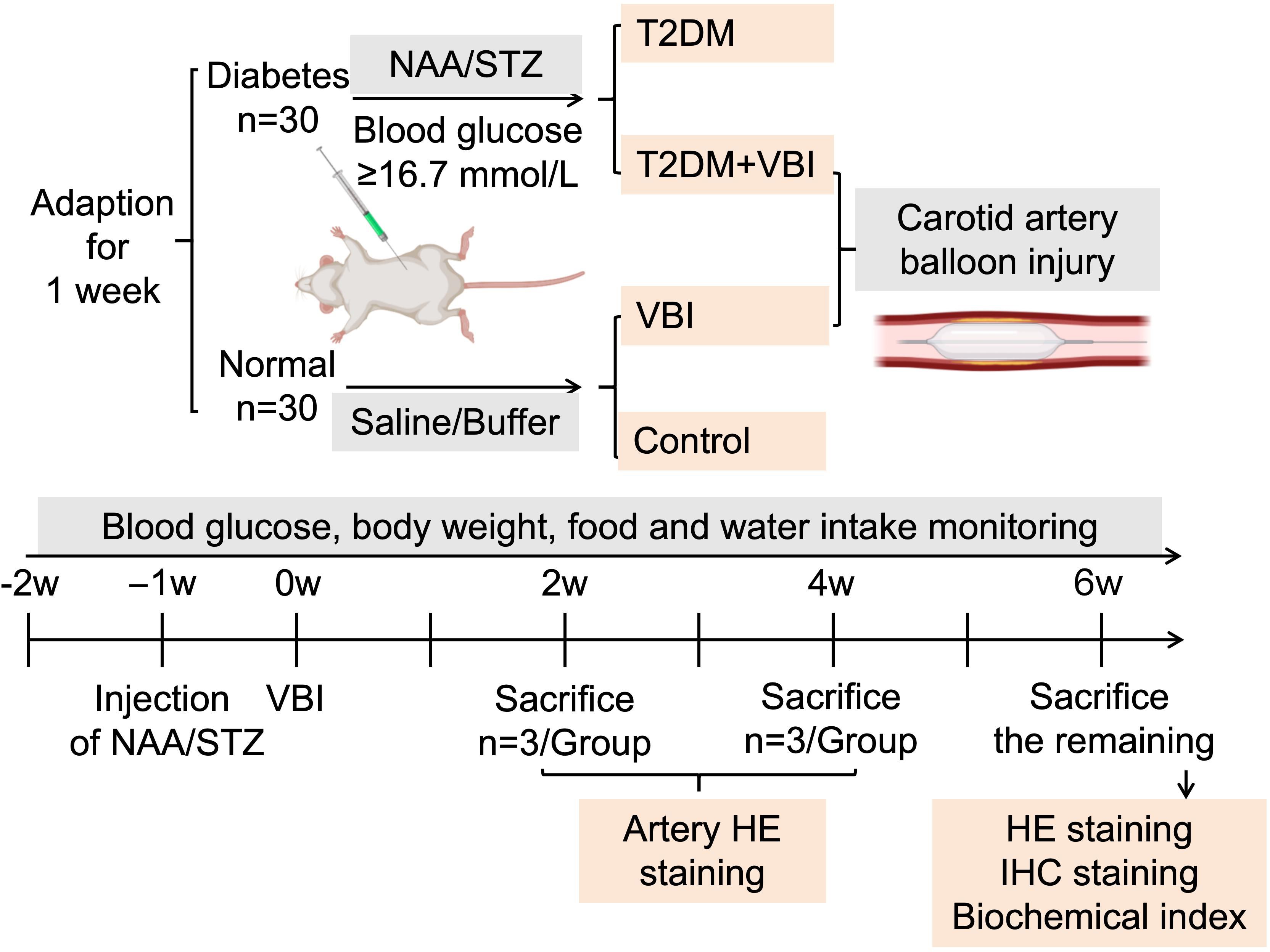 Flowchart outlining an experimental design with two groups of mice: diabetic (n=30) and normal (n=30). The diabetic group receives NAA/STZ injections, while the normal group receives saline/buffer. Both groups undergo one week of adaptation, with the diabetic group having blood glucose monitored at levels above 16.7 mmol/L. The diabetic group is further divided into two: T2DM and T2DM+VBI, where VBI indicates carotid artery balloon injury. The normal group is also divided into VBI and control. A timeline below indicates key activities, including injections, VBI, monitoring, and sacrifices at weeks two, four, and six, with HE staining and IHC staining conducted on samples.