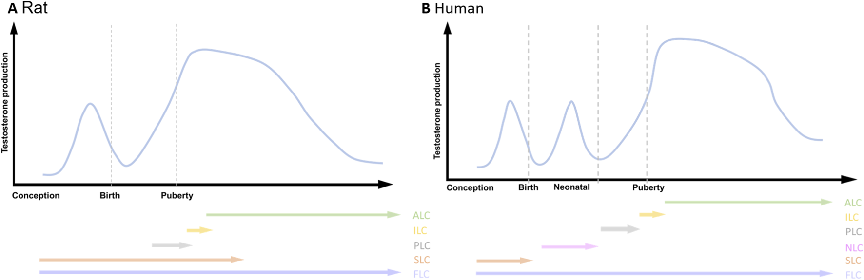 Line graphs comparing testosterone production in rats and humans from conception to puberty. The rat graph shows a peak at birth and puberty, then declines. The human graph shows peaks at birth, neonatal, and puberty stages. Arrows below indicate specific cell types: ALC (green), ILC (yellow), PLC (gray), NLC (pink), SLC (orange), and FLC (purple).