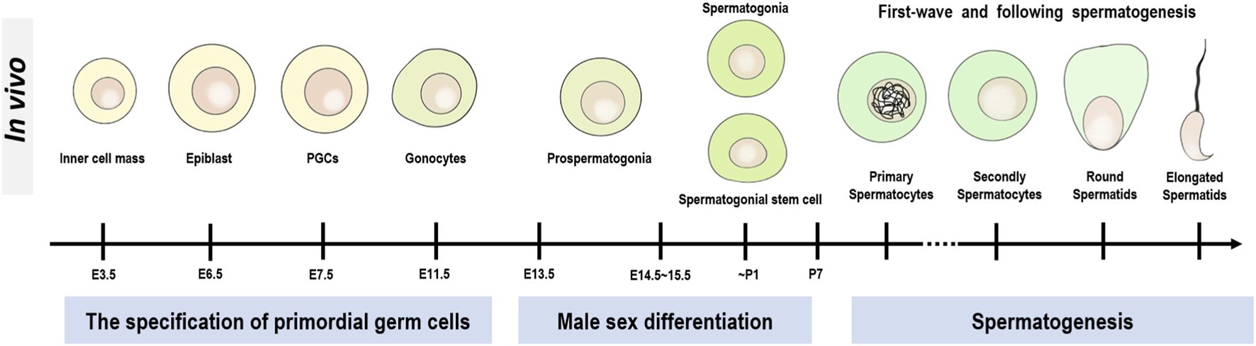 Diagram illustrating the in vivo progression of germ cells during development and spermatogenesis. Stages include inner cell mass, epiblast, primordial germ cells (PGCs), gonocytes, prospermatogonia, spermatogonial stem cells, primary and secondary spermatocytes, round and elongated spermatids. A timeline includes embryonic day markers E3.5 to E15.5, and postnatal day markers P1 to P7, showing specification of germ cells, male sex differentiation, and spermatogenesis.