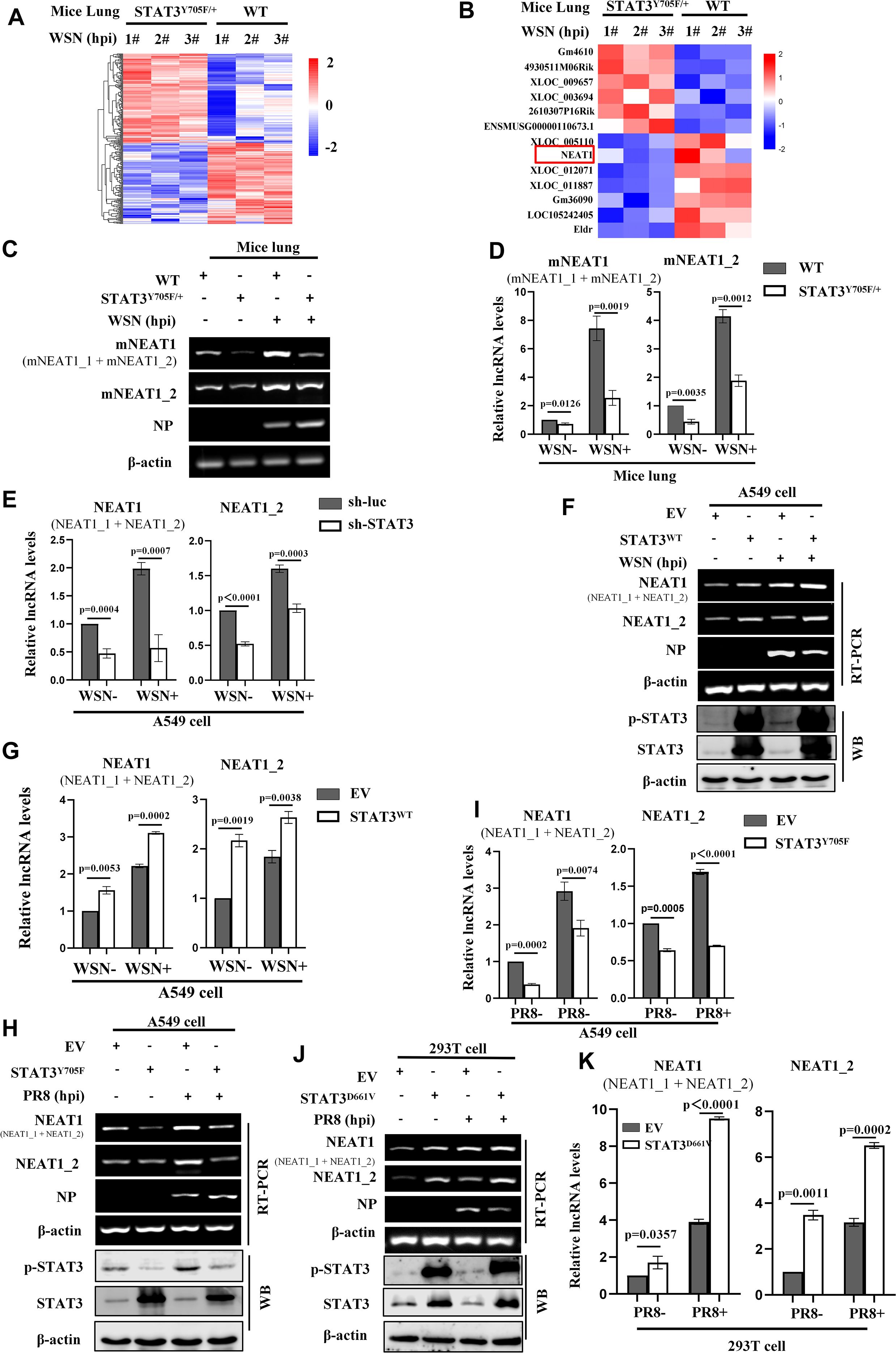 Heatmaps, bar graphs, and gel electrophoresis images depict NEAT1 expression under different conditions in STAT3 wild-type and mutant mouse lungs and human cells. Panels A and B show differential expression in heatmaps. Panel C presents gel results for NEAT1 variants and controls. Panels D, E, G, I, and K display bar graphs of relative NEAT1 levels, indicating statistical significance with p-values. Panels F, H, and J include gel results for NEAT1, NP, and β-actin with Western blots showing STAT3 activity. The images analyze NEAT1 expression related to STAT3 activity and WSN or PR8 infection.