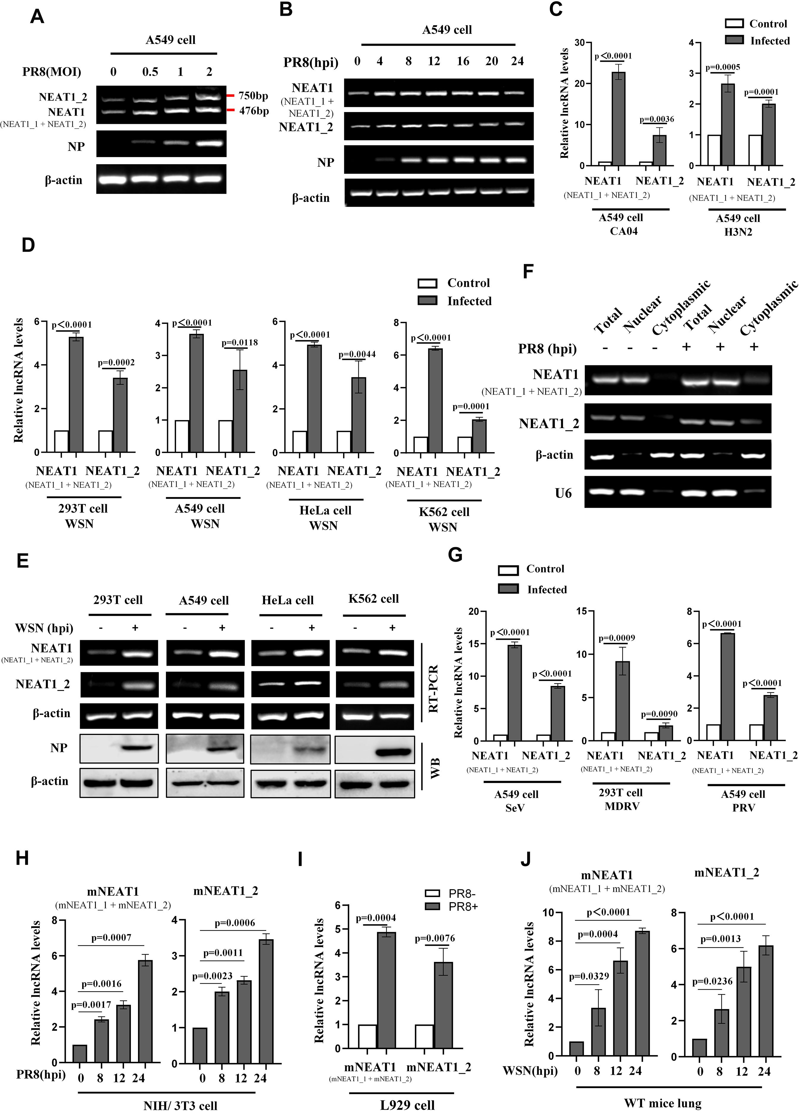 Scientific figure consisting of multiple panels labeled A to J, presenting experimental data regarding NEAT1 expression and viral infection in various cell lines. Panels A and B show RT-PCR results for A549 cells with PR8 infectious doses or hourly intervals. Panel C displays relative lncRNA levels for NEAT1 in A549 cells infected with different strains. Panel D shows comparison of NEAT1 levels in various cell lines. Panels E and F depict RT-PCR and protein assays in cells under different conditions. Panels G to J present graph data of NEAT1 expression in infected and control conditions across cell types and experimental scenarios.